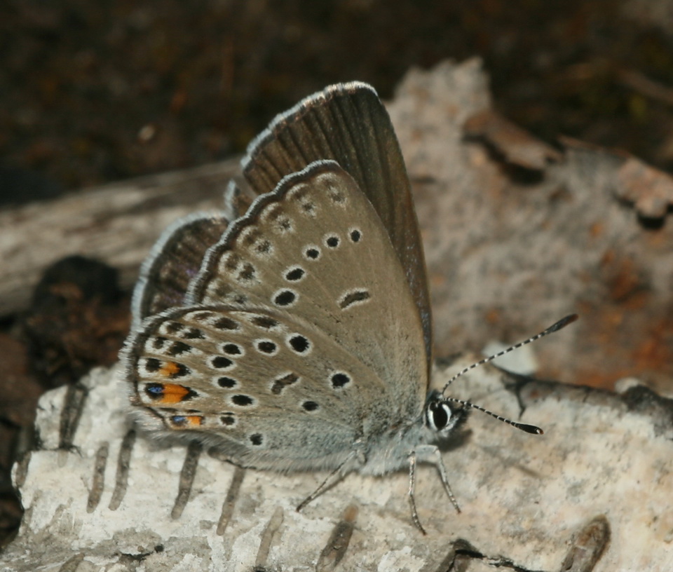 Agriades optilete - Голубянка торфяниковая