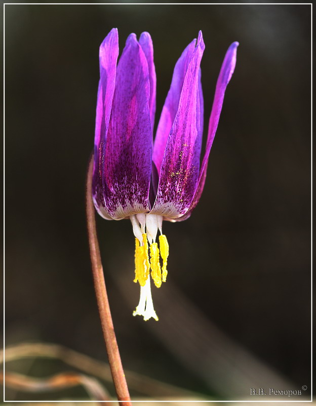 Erythronium sibiricum - Кандык сибирский