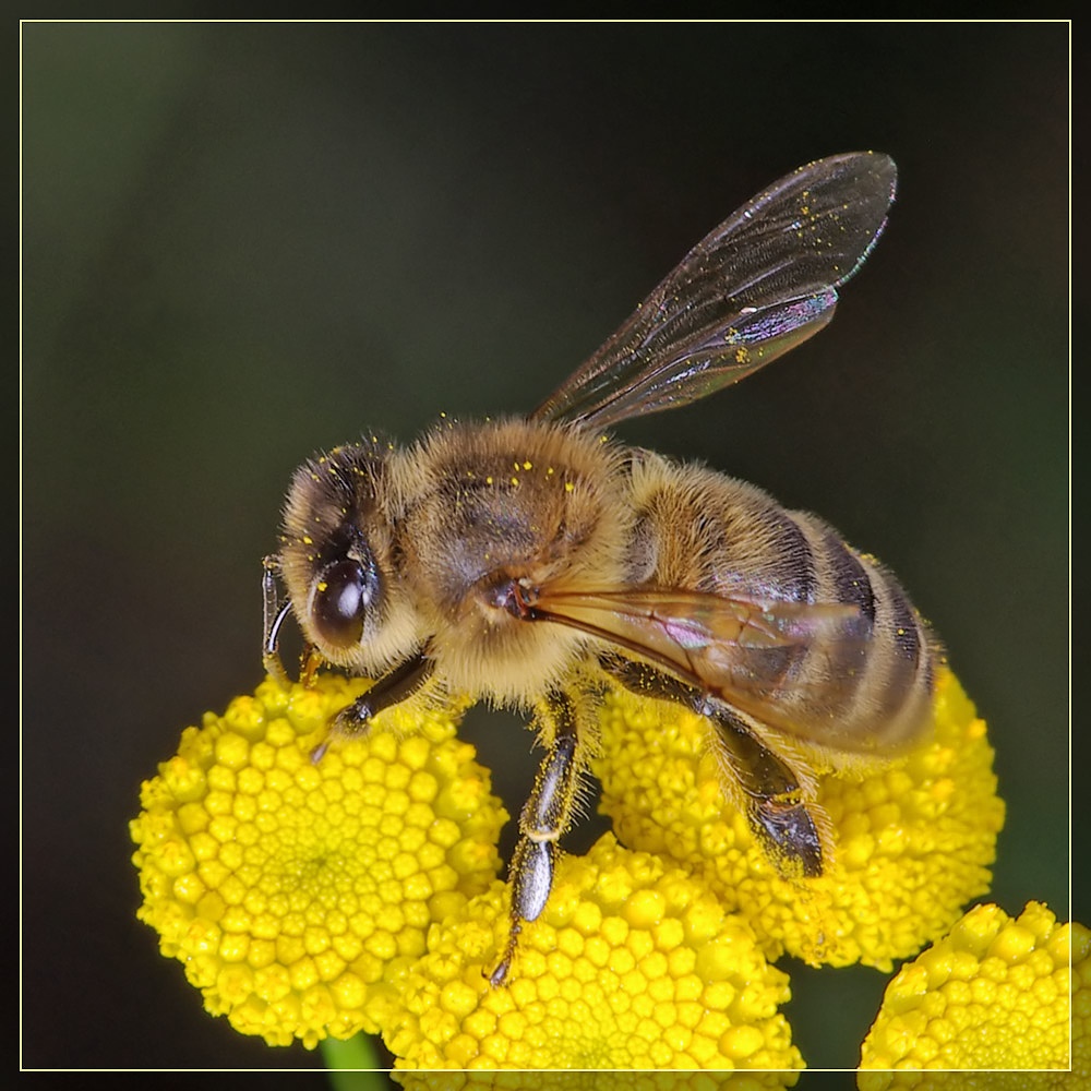 Превращение пчелы медоносной. Меллифера пчела. APIS mellifera mellifera Linnaeus. Медоносная пчела. Медоносы для пчел.