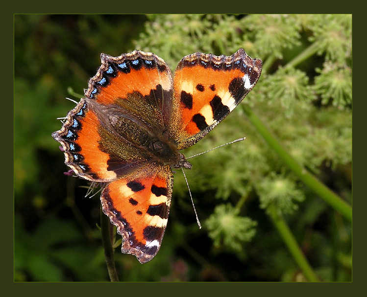 Приспособленность крапивницы. Куколка бабочки крапивницы. Aglais urticae (Linnaeus, 1758). Крапивница бабочка гусеница куколка. Кокон бабочки крапивницы.
