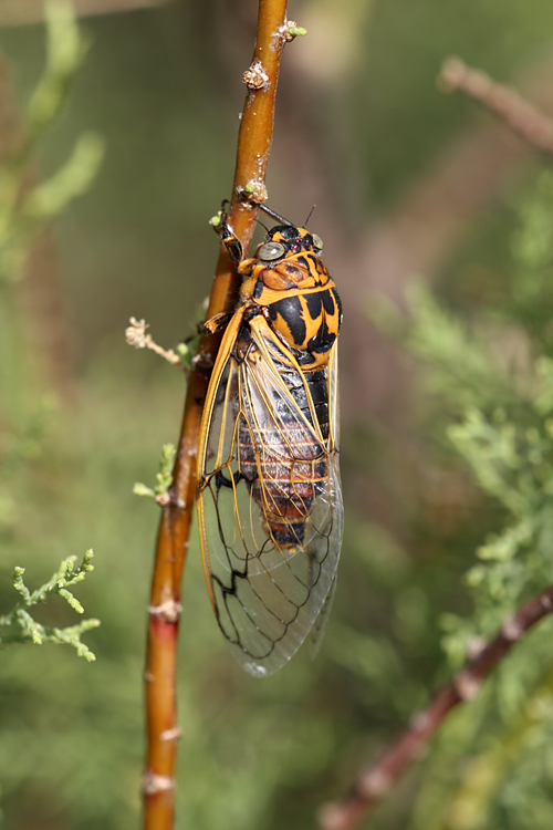 Cicadatra querula
