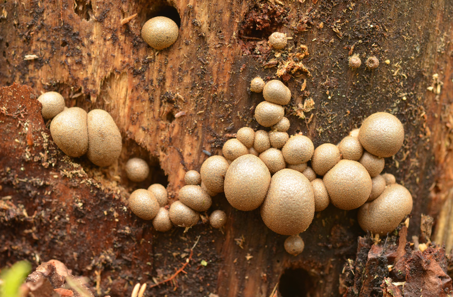 Lycogala epidendrum - Волчье вымя, или Ликогала древесинная