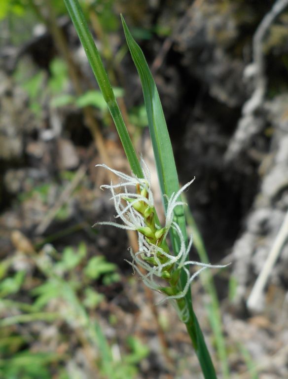 Carex pilosa - Осока волосистая
