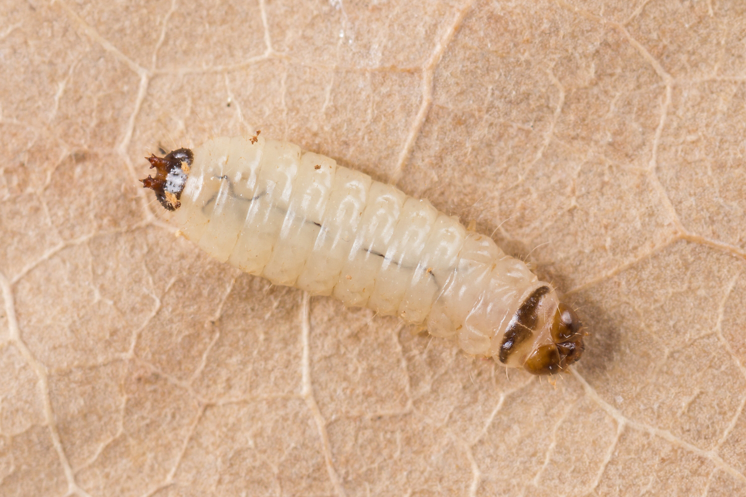 Белые личинки тараканов