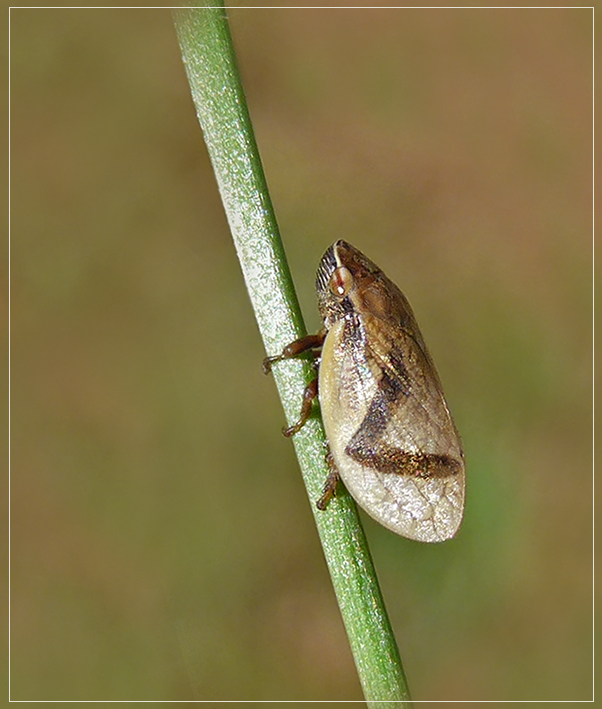 Lepyronia coleoptrata - Пенница твердокрылая или желтокрылая