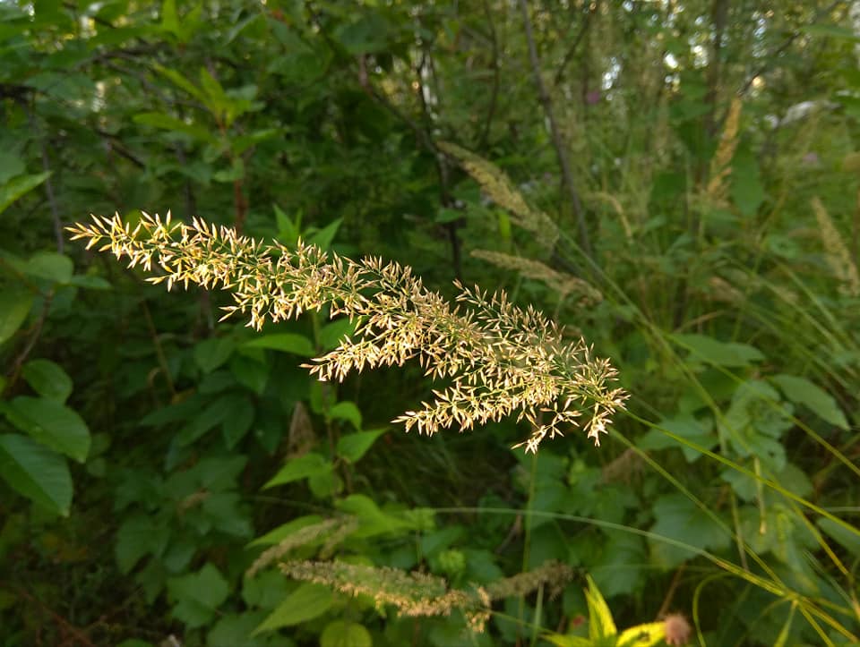 Calamagrostis obtusata