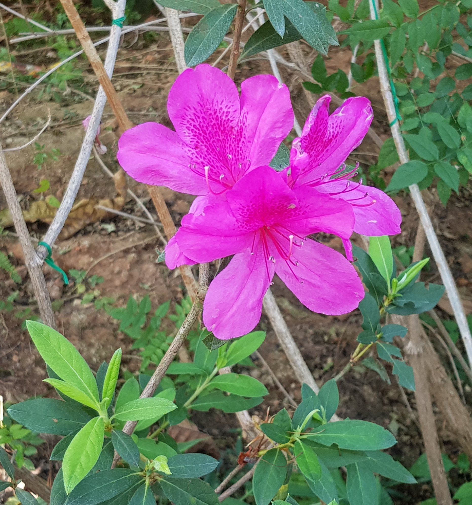 Rhododendron simsii - Рододендрон индийский, Рододендрон Симса