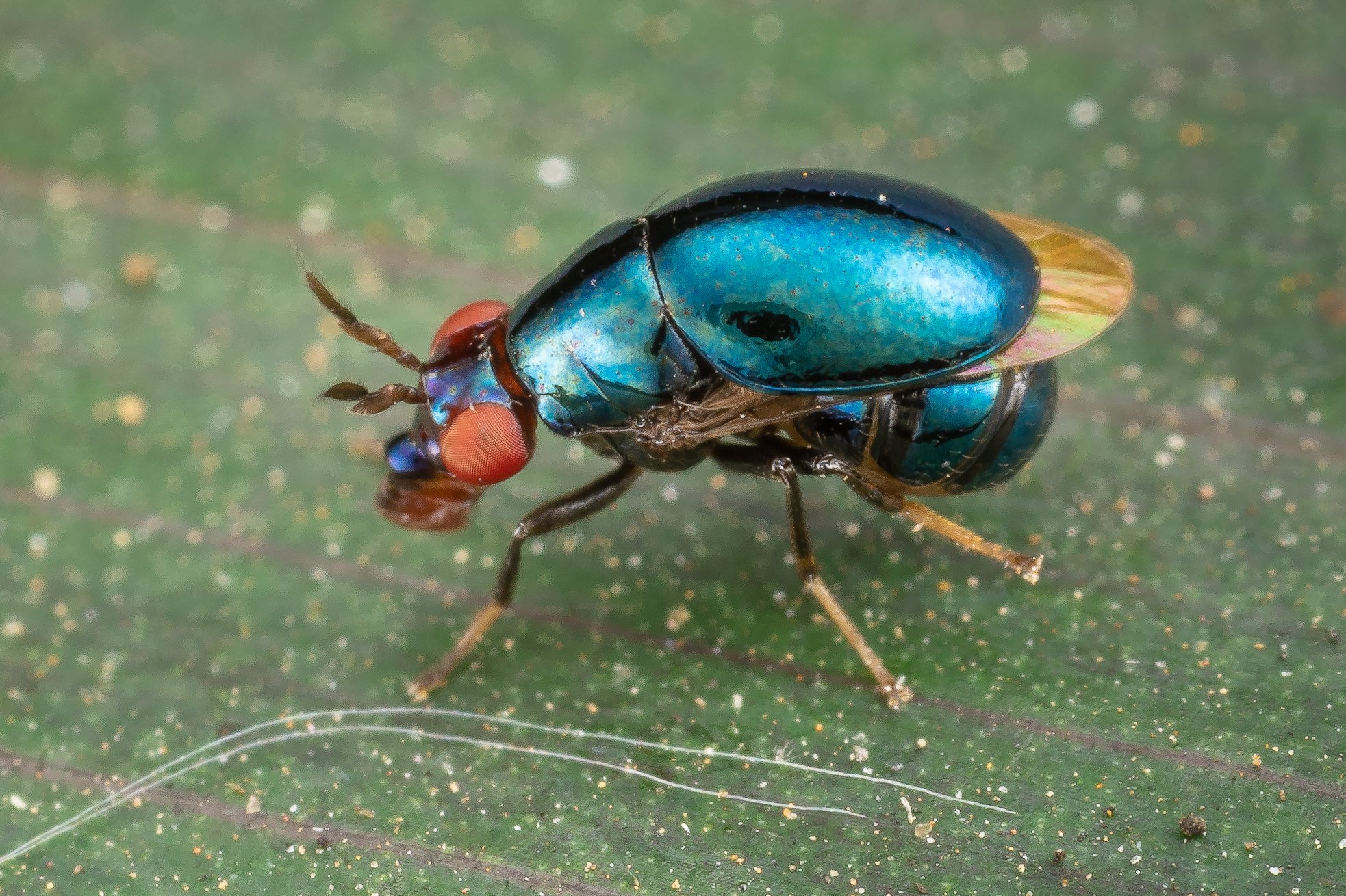 Жук на английском языке. Жесткокрылые Двукрылые. Beetle Fly. Жуки на Мальдивах. Polymerus cognatus.