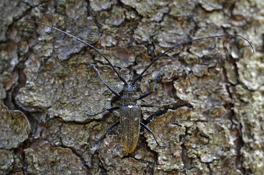 Monochamus urussovii - Большой еловый усач