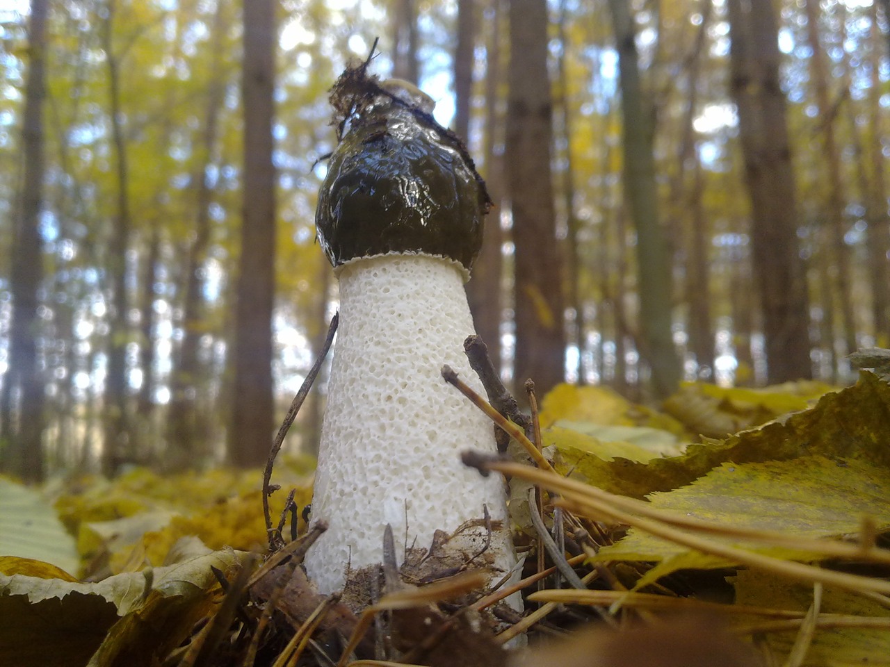 Веселки грибы лечение. Весёлка обыкновенная съедобные грибы. Гриб Веселка. Весёлка обыкновенная. Гриб весёлка фото.