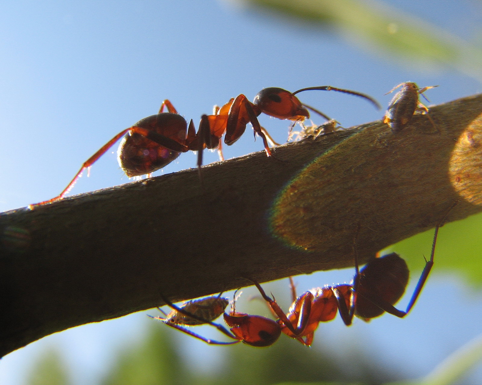 Муравей фото. Рыжий Лесной муравей (Formica Rufa). Формика Руфа. Муравьи Формика Руфа. Рыжий Лесной муравей (Formica Rufa) матка.
