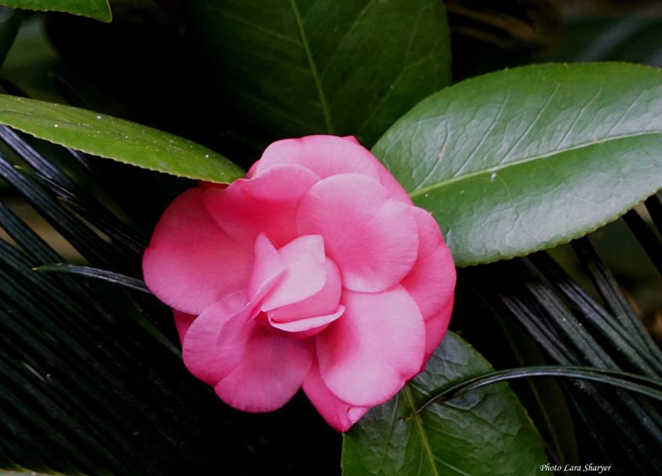 Camellia - Камелия
