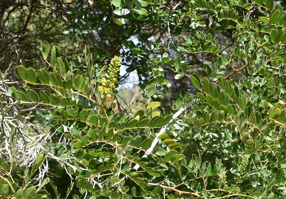 Caesalpinia spinosa - Цезальпиния колючая
