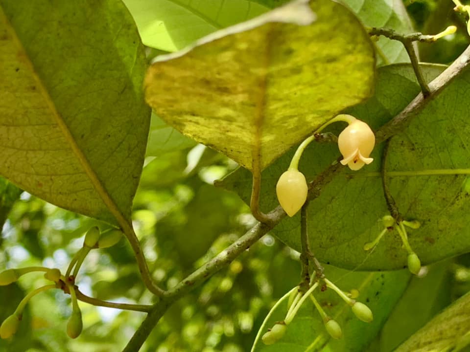 Myristica fragrans - Мускатник душистый, или Мускатный орех