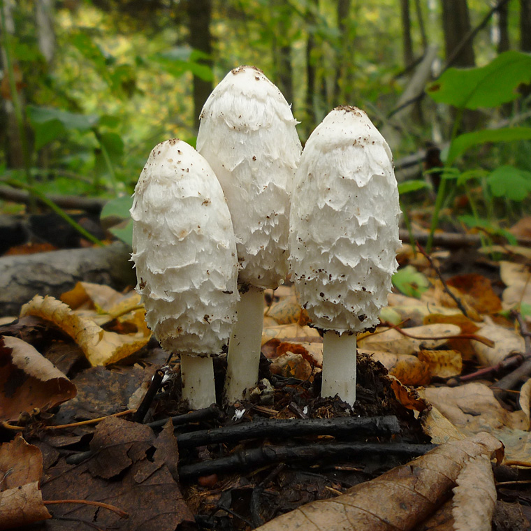 Навозник белый гриб фото и описание