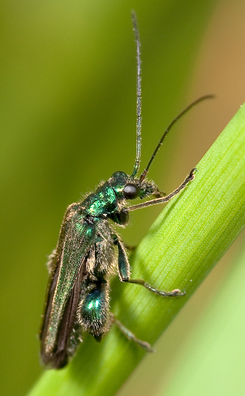 Oedemera nobilis - Узконадкрылка благородная