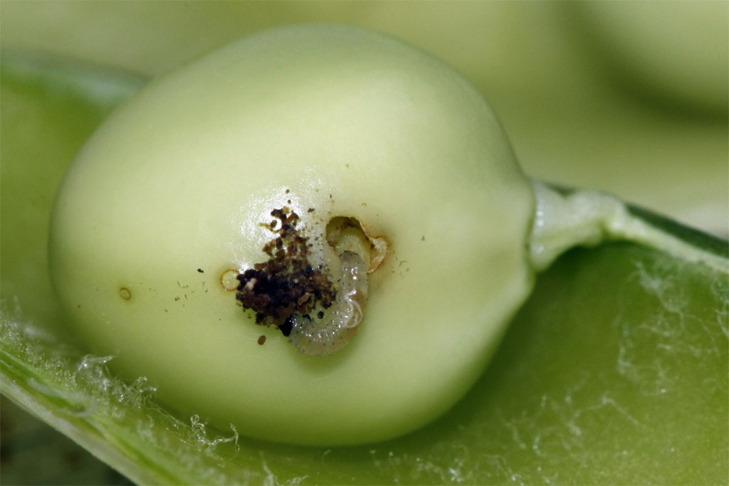 Cydia nigricana - Гороховая плодожорка, Гороховая листовёртка