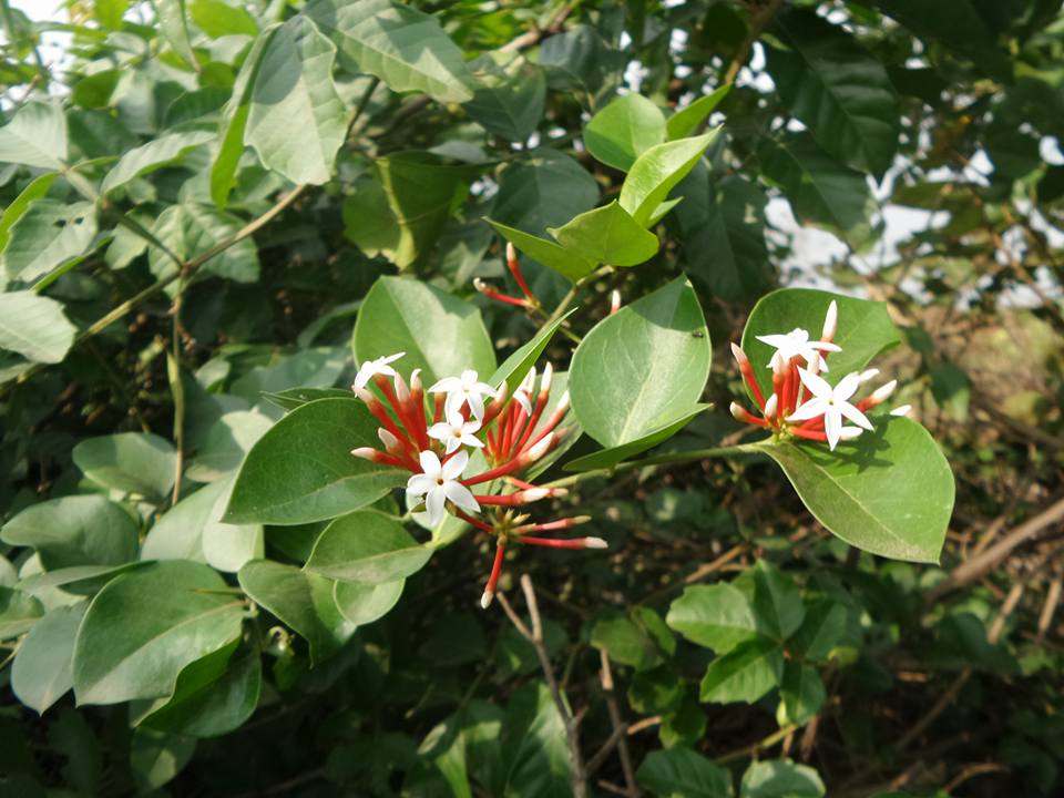Carissa spinarum