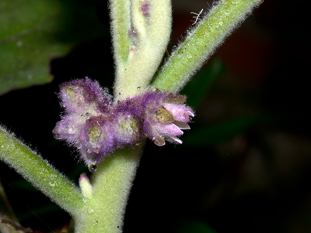 Solanum quitoense - Паслён китоский, или Наранхилья