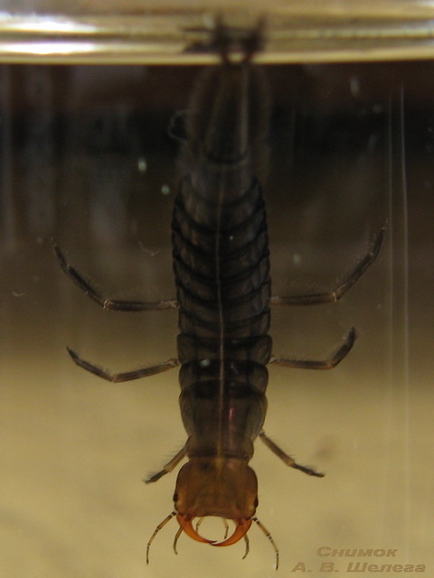 Dytiscus latissimus - Плавунец широкий (=широчайший)