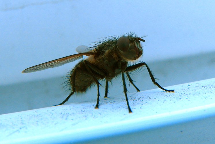 Первая весенняя муха