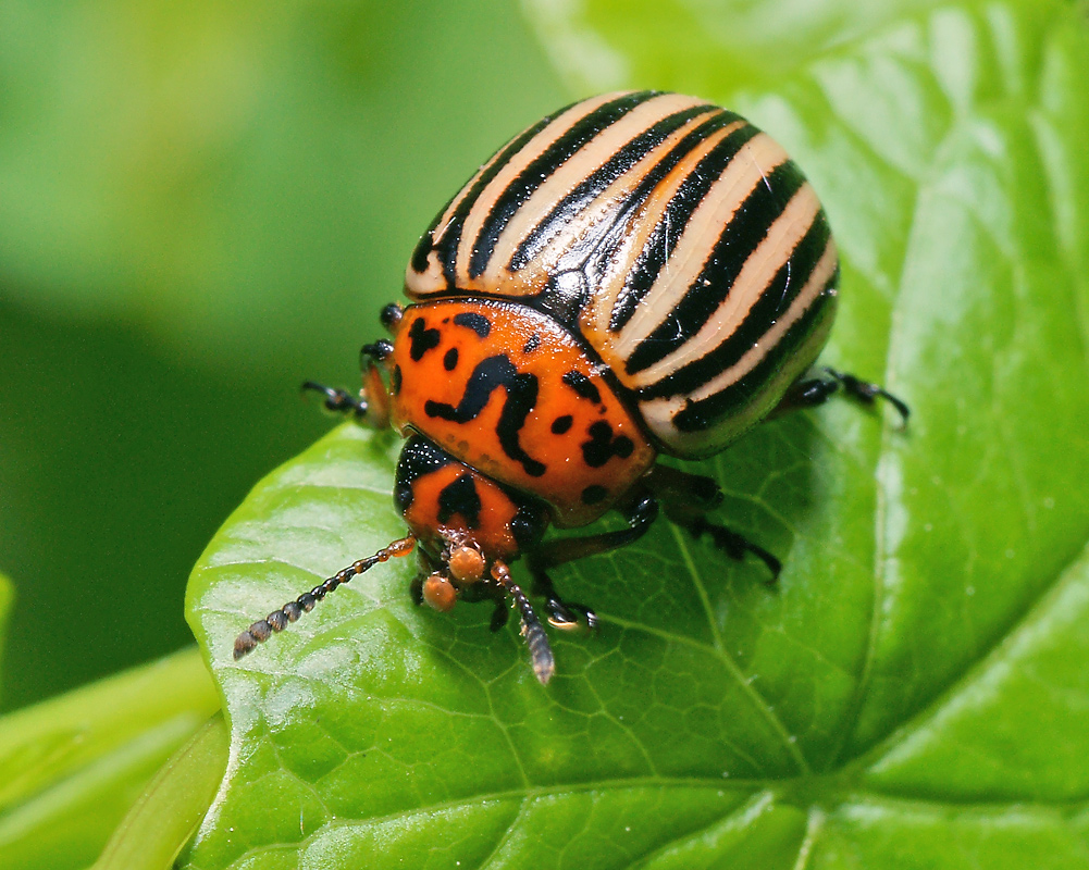 Колорадские жуки питаются растениями. Колорадский Жук красный. Личинка колорадского жука. Колорадский картофельный Жук. Личинка жука колорадского жука.