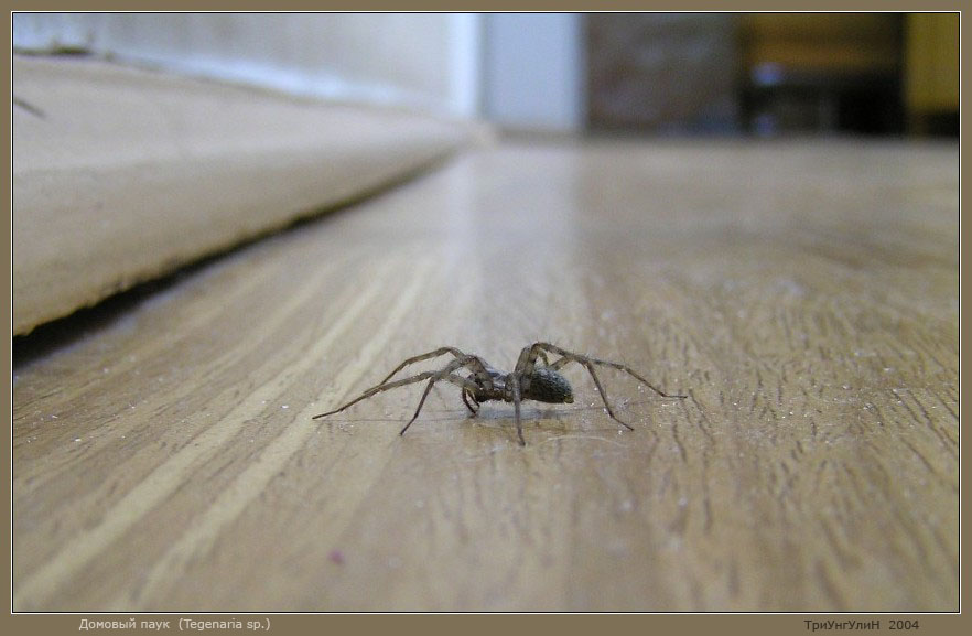 Паук вечером на кухне примета. Tegenaria domestica паук. Тегенария домовая. Большой Домовой паук. Маленький Домовой паук.