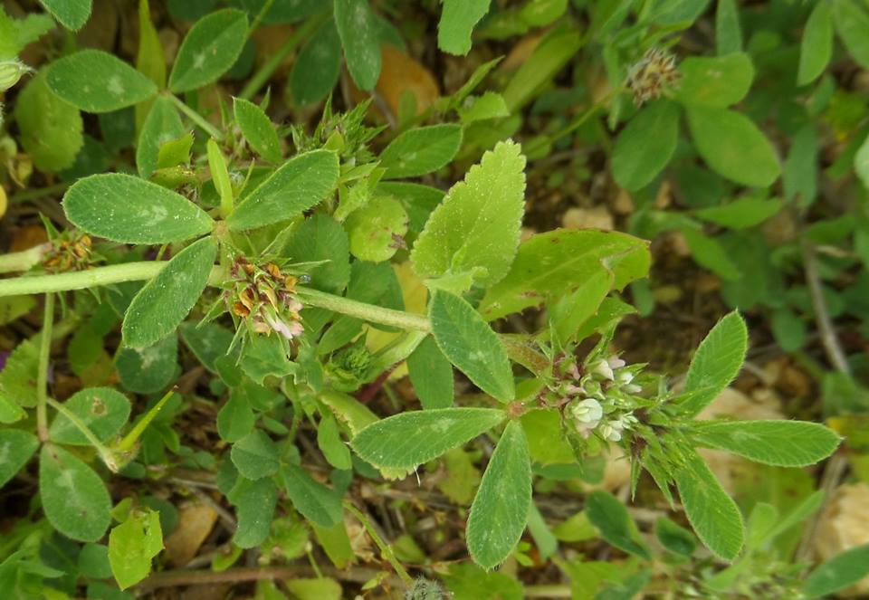 Trifolium scabrum - Клевер шершавый