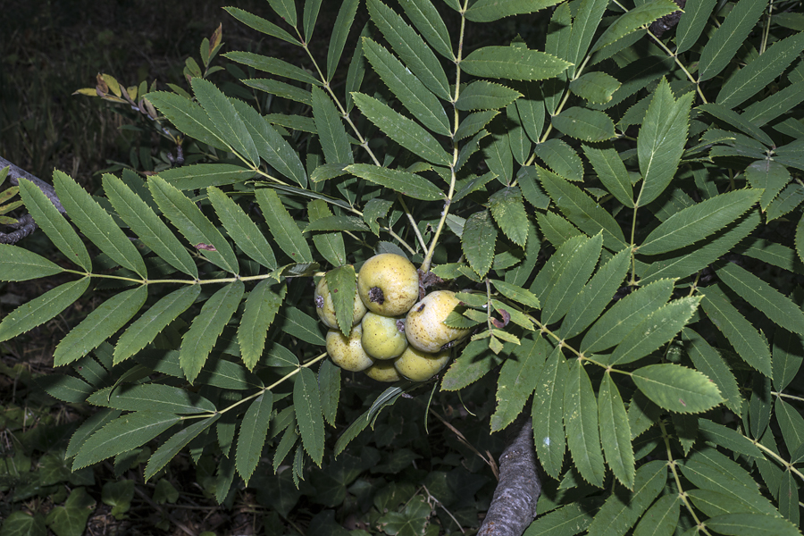 Sorbus domestica - Рябина домашняя