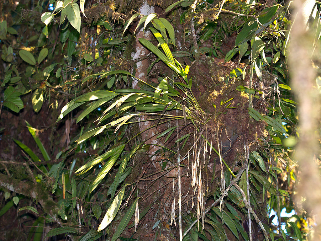 Asplundia stenophylla