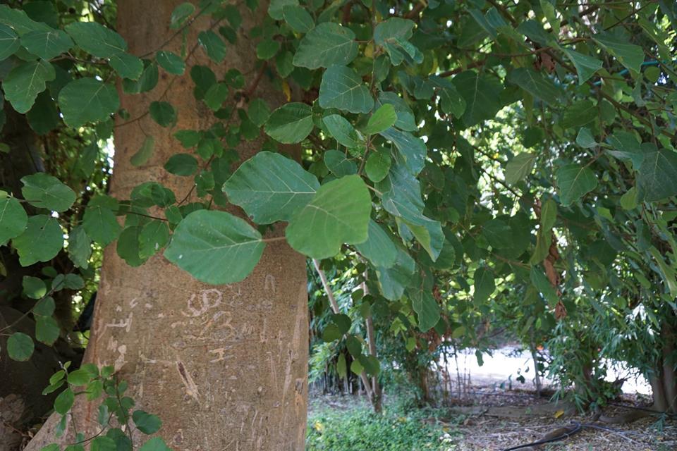 Ficus sycomorus - Фикус сикомора