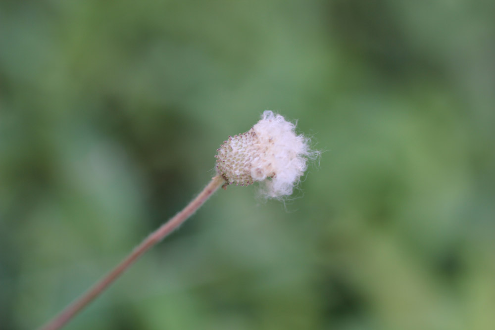 Anemone sylvestris - Ветреница лесная