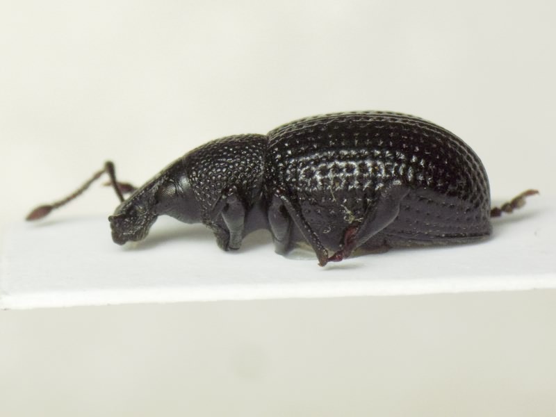 Otiorhynchus nodosus