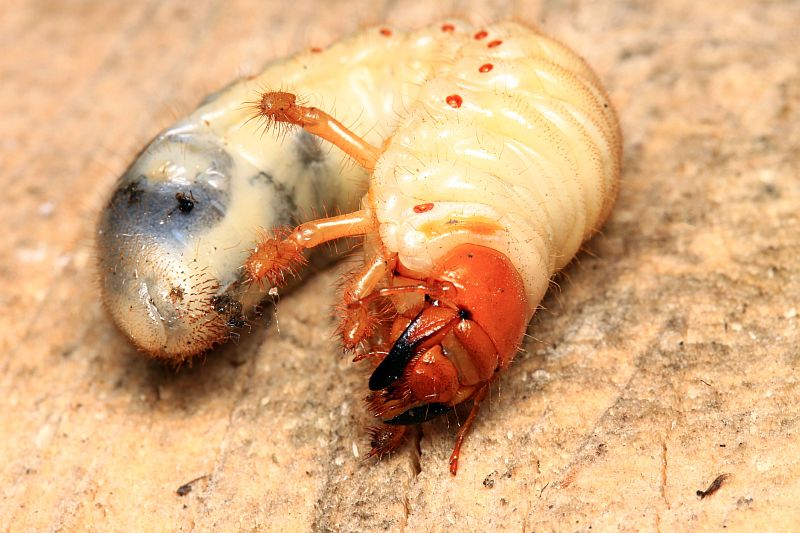 Вредное ископаемое - личинка майского жука