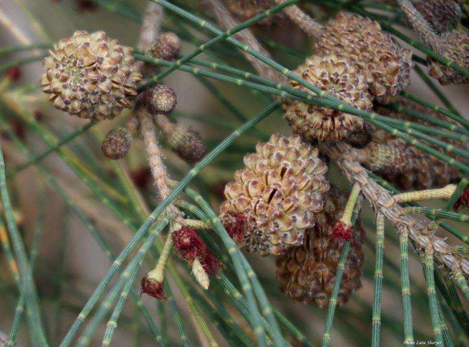 Casuarina equisetifolia - Казуарина хвощелистная, Казуарина хвощевидная