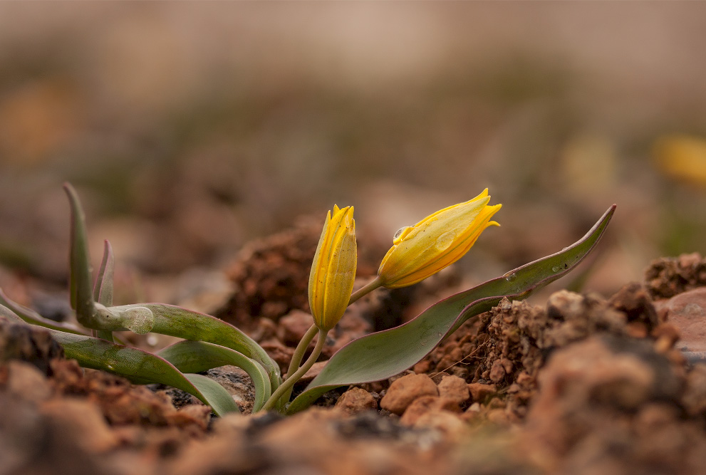 Tulipa sylvestris - Тюльпан лесной