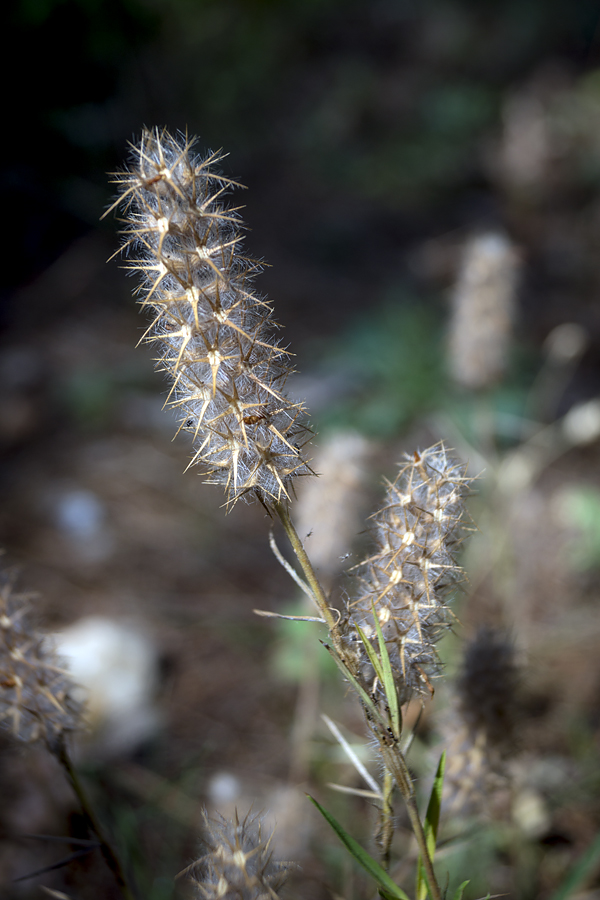 Trifolium angustifolium - Клевер узколистный