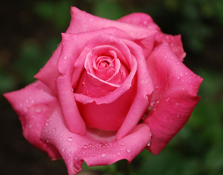 Rosa hybrida