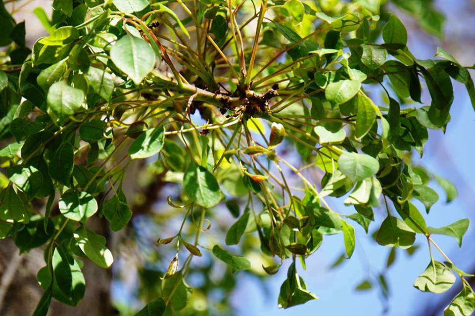 Sclerocarya birrea - Склерокария эфиопская, Марула