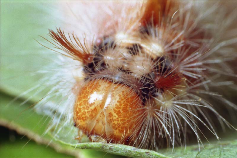 Colocasia coryli - Совка-шелкопряд лещинная, Совка-шелкопряд орешниковая