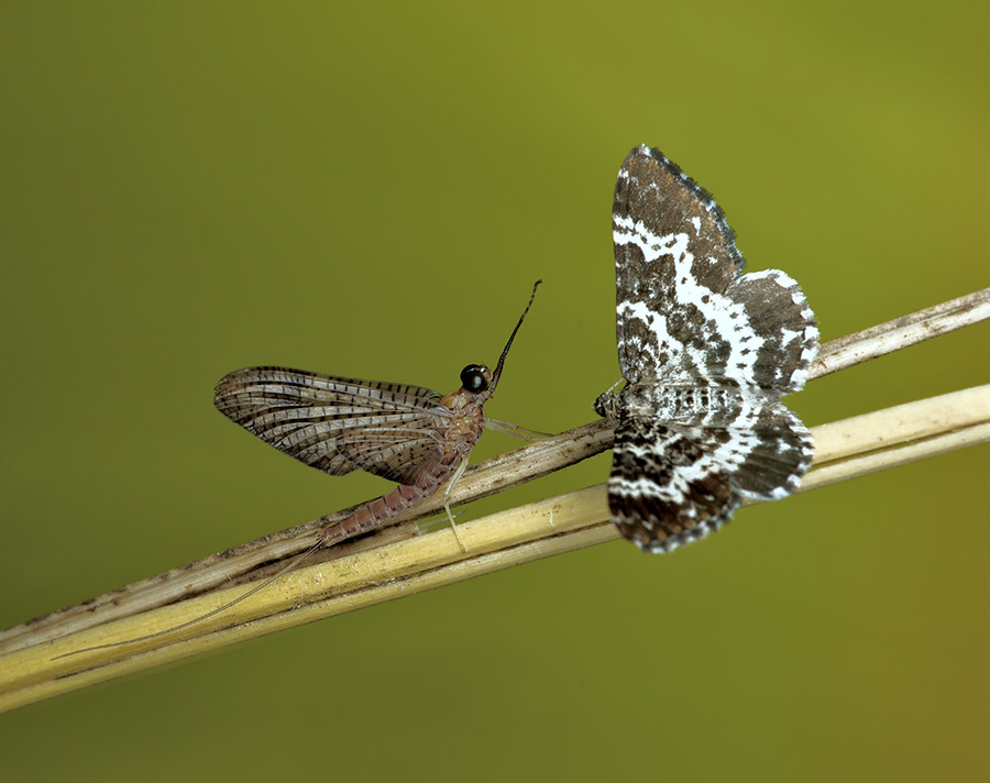 Rheumaptera subhastata