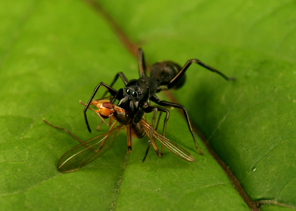 Бабочка муравей паук. Myrmarachne japonica. Паук синемозина муравьевидная. Тонконогий муравей паук. Муравьиный паук.
