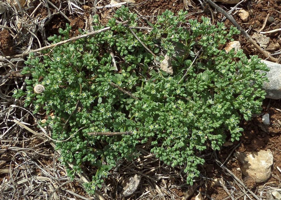 Polycarpon tetraphyllum - Многоплодник четырёхлистный