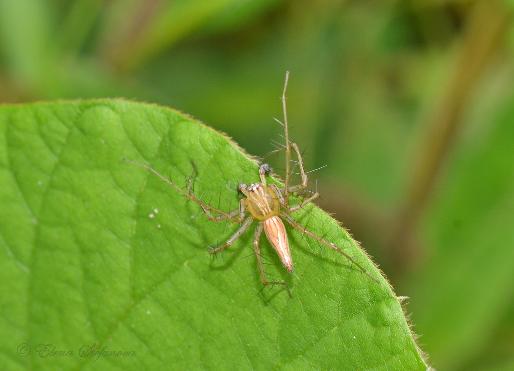 Oxyopes