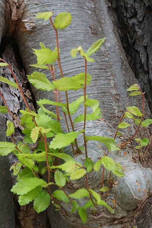 Zelkova carpinifolia - Дзельква граболистная, Дзельква гирканская