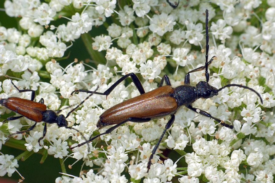 Paracorymbia maculicornis