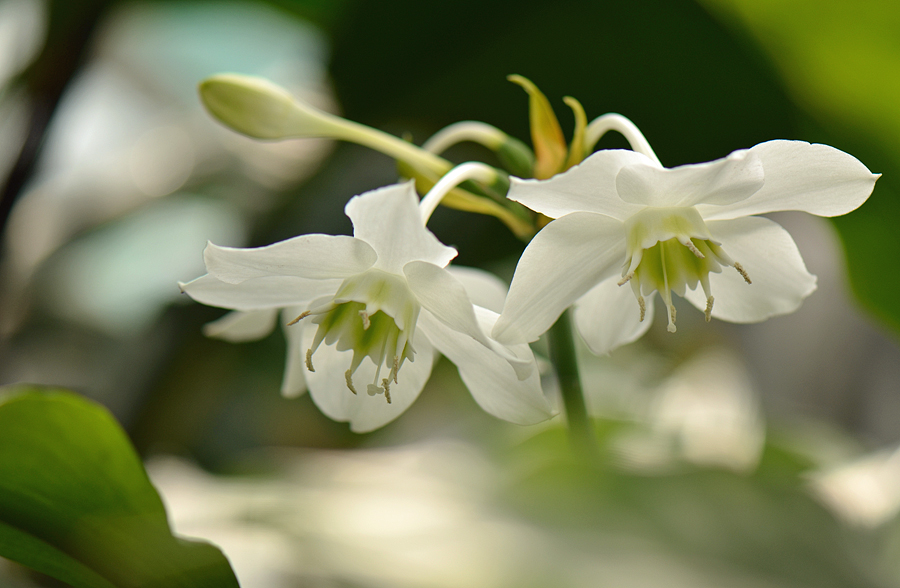 Urceolina × grandiflora - Эухарис крупноцветковый