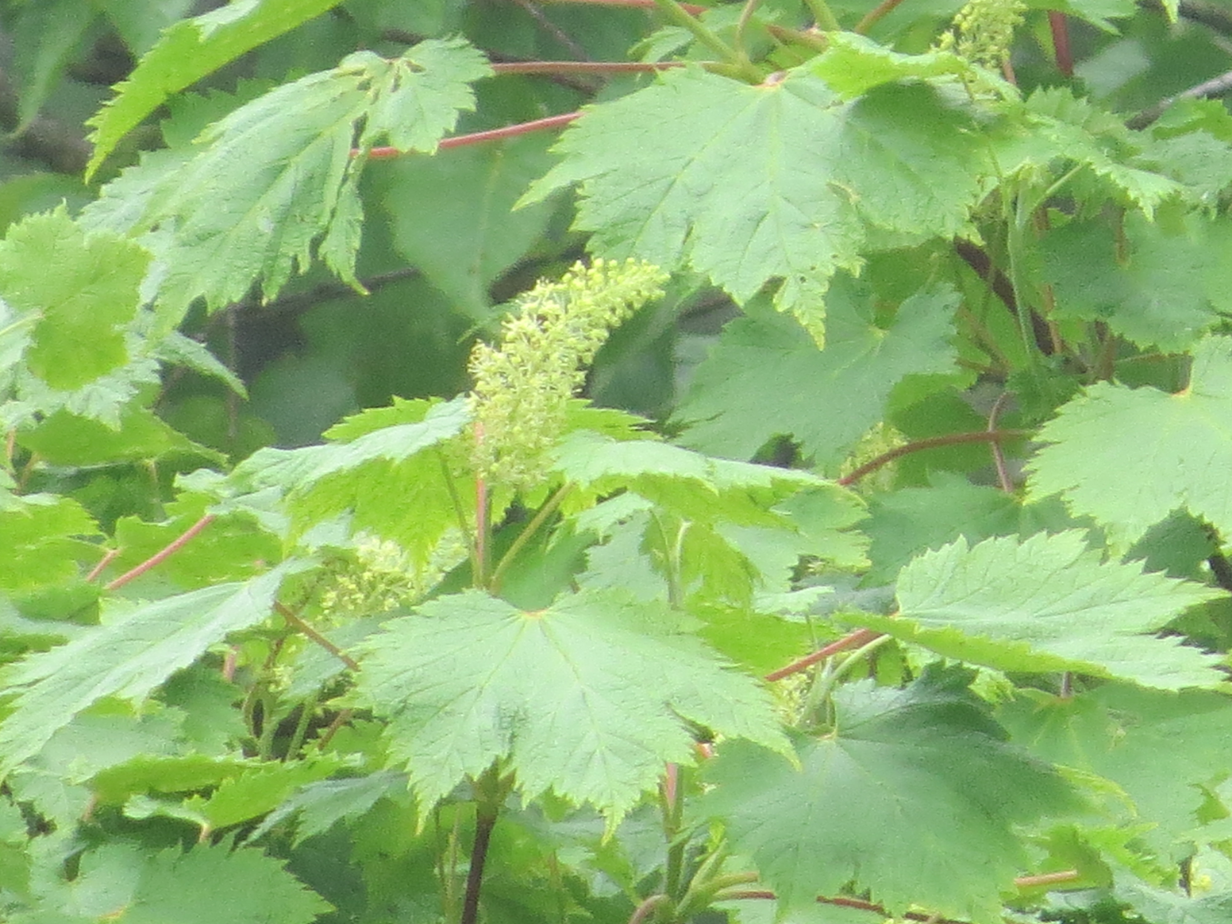 Acer caudatum subsp. ukurundense - Клён укурунду, Клён-берёза или Клён жёлтый