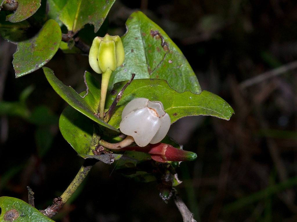 Macleania ericae