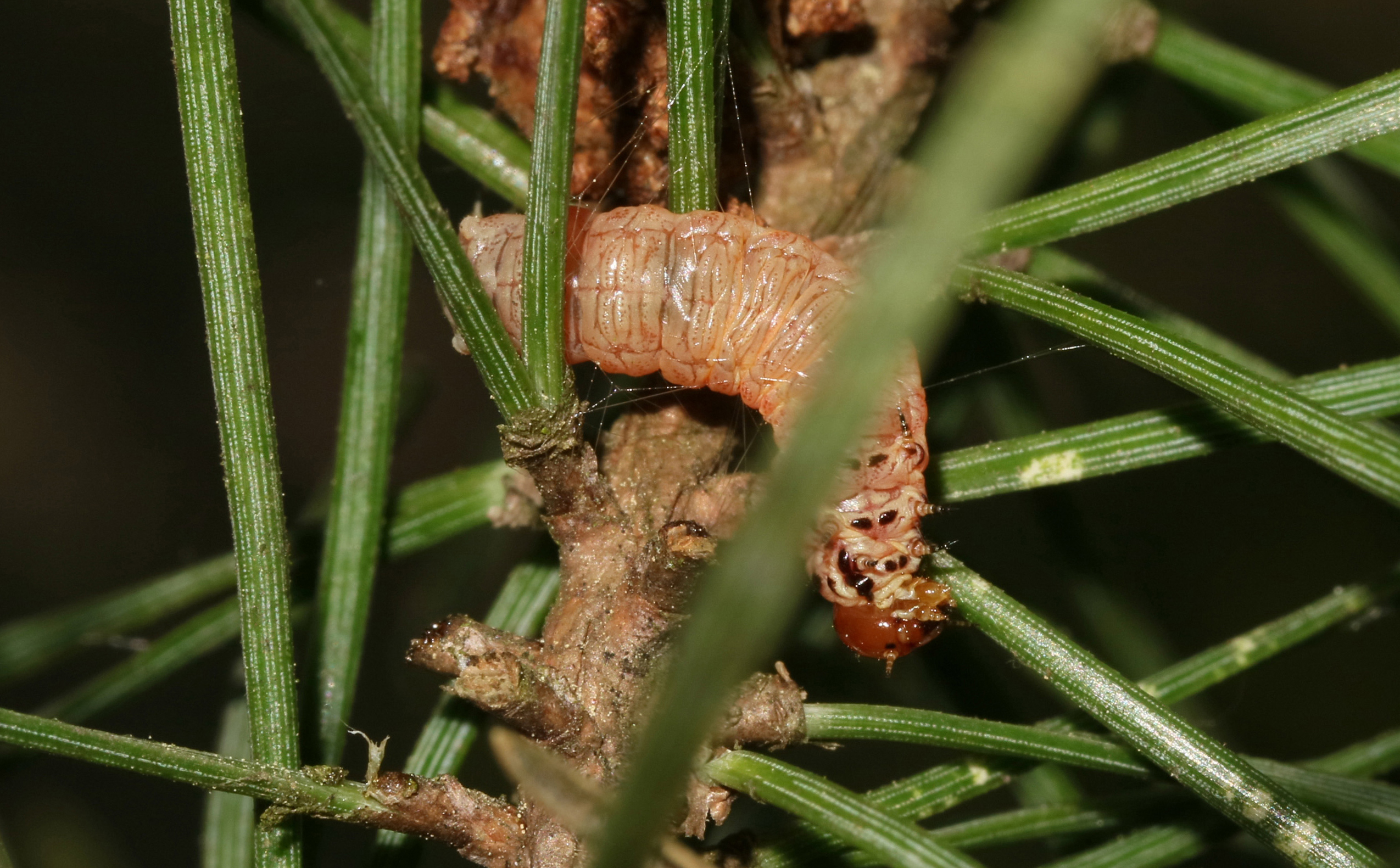 Caenolyda reticulata